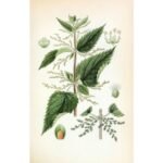 Nettle leaf has diuretic properties