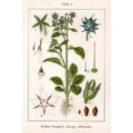 Borage tops have diuretic, depurative and sudorific properties.