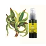 By incision of its fleshy leaves, we collect a thick and transparent pulp: aloe vera juice.
