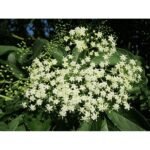 Without black (Sambucus nigra) is a deciduous low shrub growing to a height of 7 m, for medicinal purposes is used fruit (elderberries - black berries) and flower.
