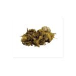 Coltsfoot (Tussilago farfara) is a perennial herb, found in moist soils, bare slopes, eels and weeds. There are whole areas of yellow flowers, which are one of the first spring medicinal herbs.