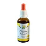 St. John's wort (Hypericum perforatum, locust herb) is a medicinal herb that has distinctive yellow flowers (blooms from May to August) in abundant inflorescences. Flowering stem or just the flower of St. John's wort has use in traditional folk medicine.
