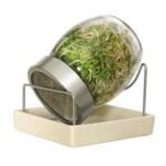 Sprouting glasses are one of the easiest ways to prepare tasty sprouts at home.