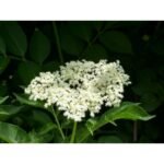 <p>Medicinal herbs</p>