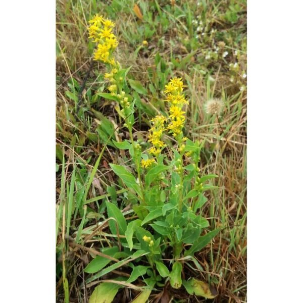 Medicinal herbs