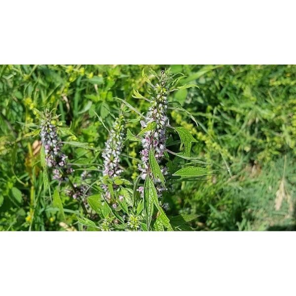 Medicinal herbs