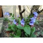 <p>Medicinal herbs</p>