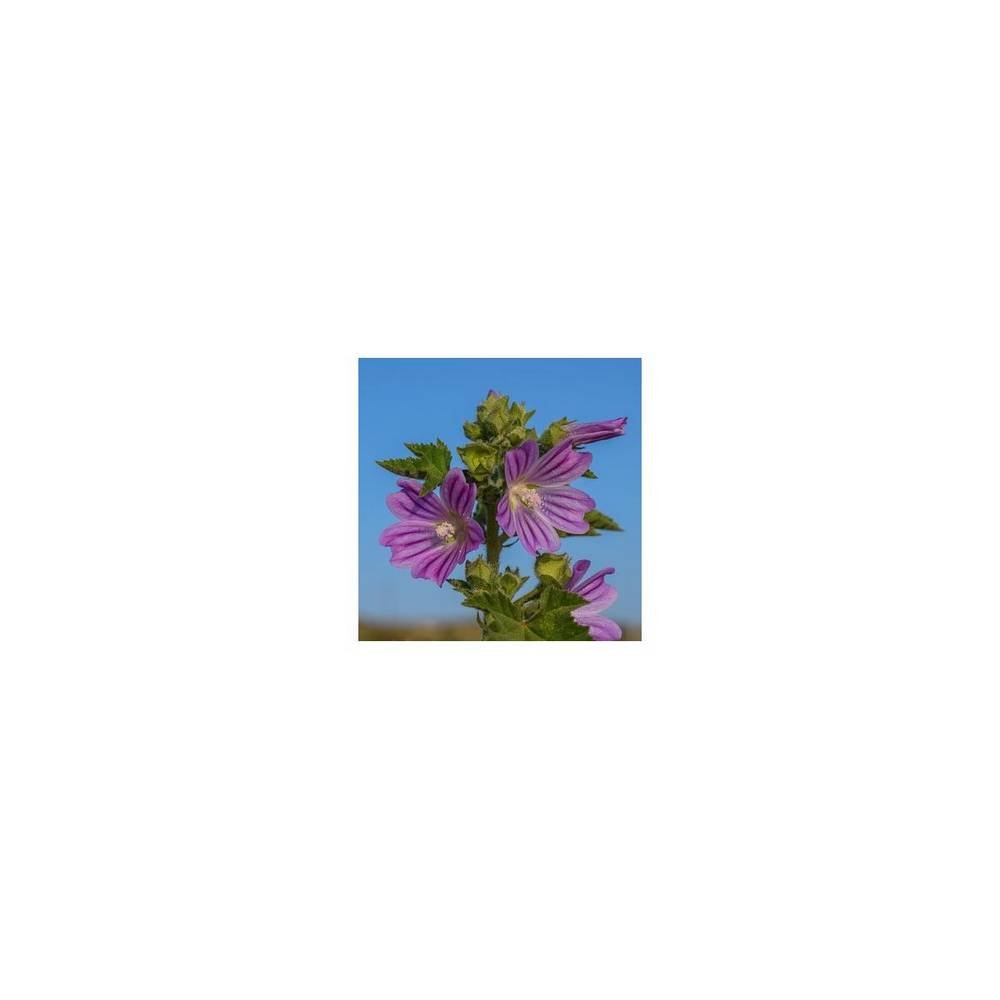 awa herbs slez list 100 Лекарственные травы