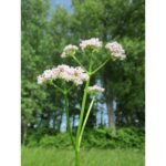 <p>Medicinal herbs</p>