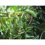 <p>Graviola is a small